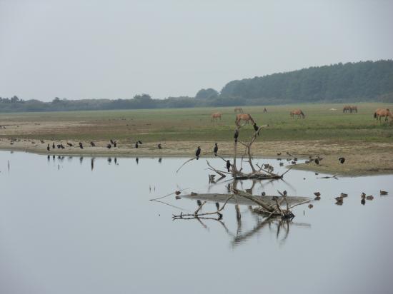 Parc du Marquenterre