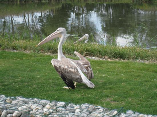 Le pélican gris
