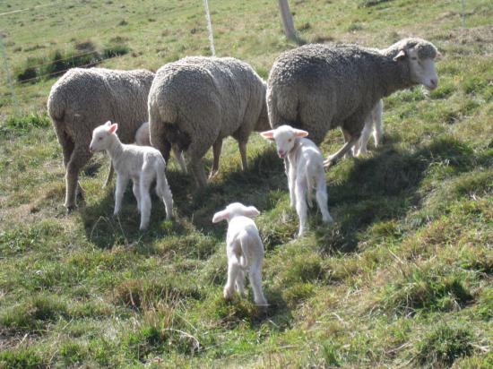 Brebis et agnelets