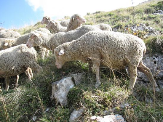 Les moutons redescendent dans la vallée