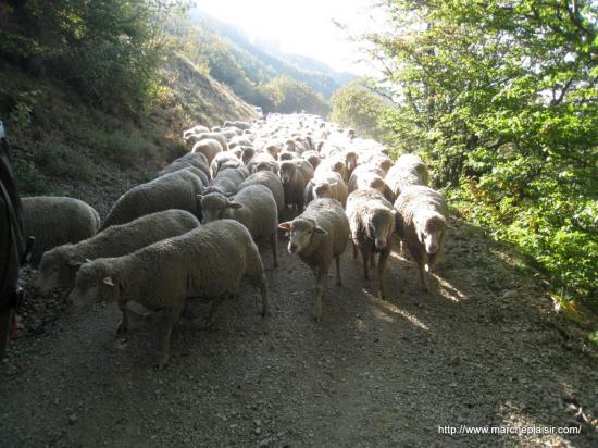 Transhumance des moutons du Plateau d'Ambel