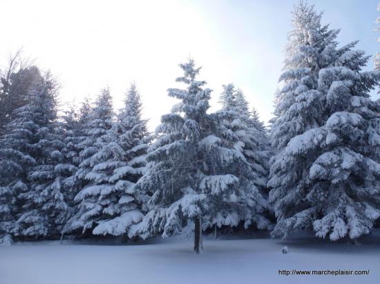 Les sapins en bonnets pointus...