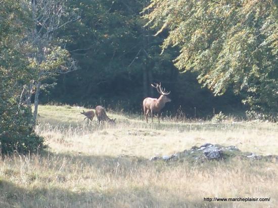 Le brame du cerf