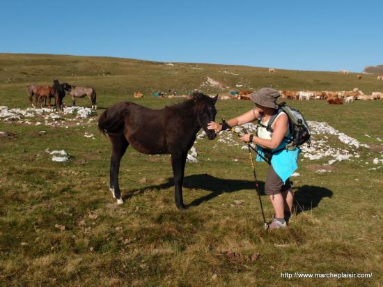 Bonjour Cheval !